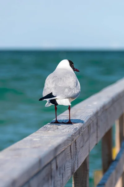 Una Gaviota Cabeza Negra Caminando Sobre Una Barandilla Madera — Foto de Stock