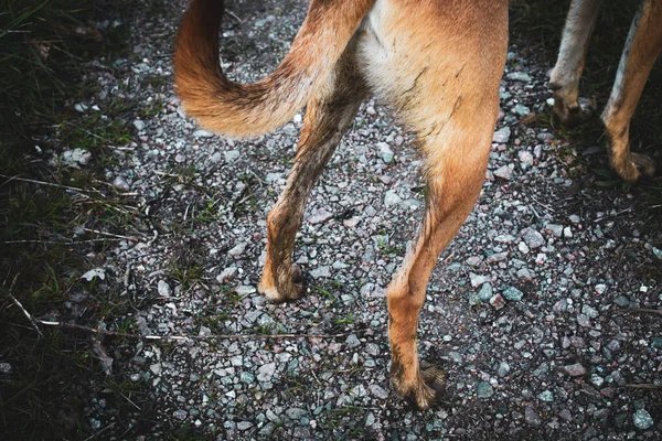 Primer Plano Perro Sucio Marrón Calle —  Fotos de Stock