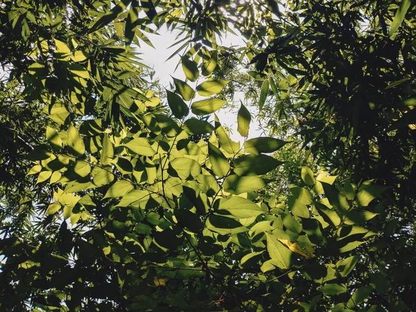 Alacsony Szögű Lövés Virágzó Fák Egy Erdőben — Stock Fotó