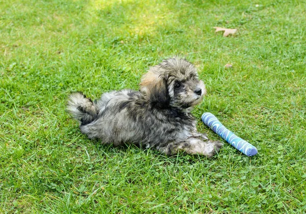 Ein Foto Von Einem Kleinen Löwenhund Der Gras Liegt — Stockfoto