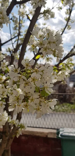 나무에 벚꽃의 — 스톡 사진