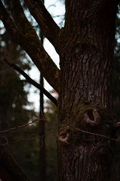 Beau Cliché Une Forêt Dans Journée — Photo