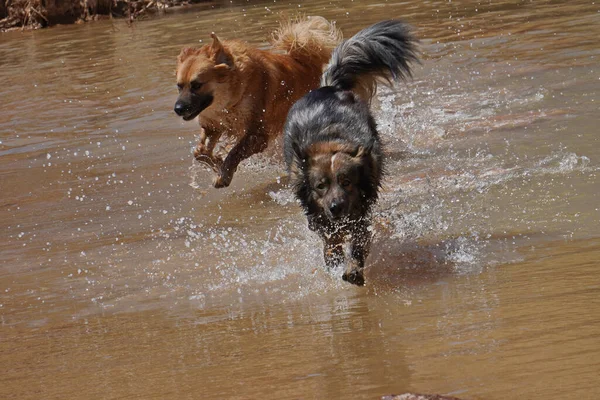 Ένα Κοντινό Πλάνο Των Χαριτωμένων Σκύλων Που Τρέχουν Ποτάμι Ramon — Φωτογραφία Αρχείου