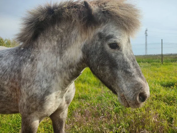 Hermoso Tiro Caballo Campo Soleado —  Fotos de Stock