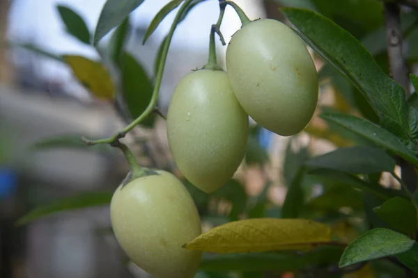 Close Shot Green Fruits — Stock Photo, Image