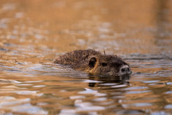 Closeup Fur Nutria Swimming River — Stock Photo, Image
