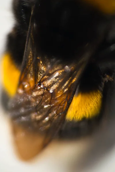 若いバンブルビーの羽と背中の垂直マイクロショット — ストック写真