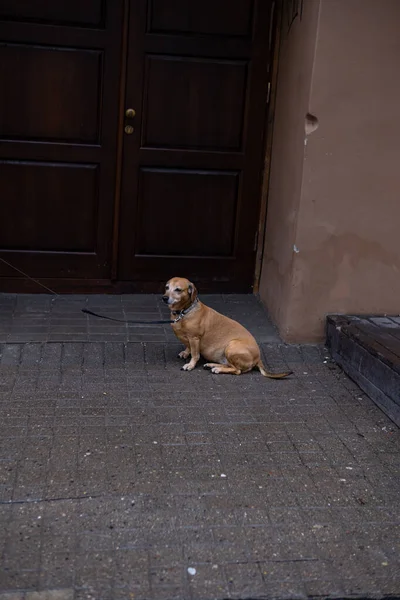 Вертикальный Снимок Собаки Сидящей Улице Перед Зданием — стоковое фото
