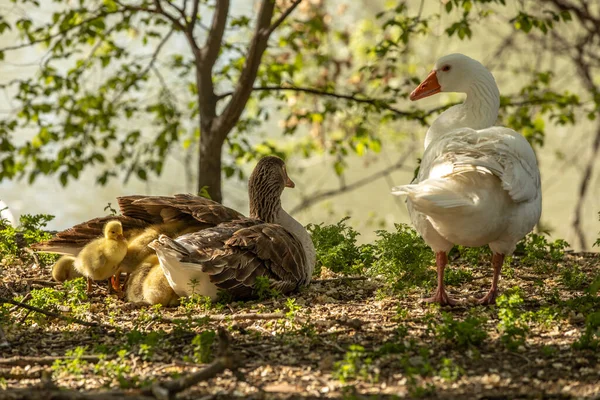 Primo Piano Una Famiglia Simpatica Oca Che Riposa All Aperto — Foto Stock