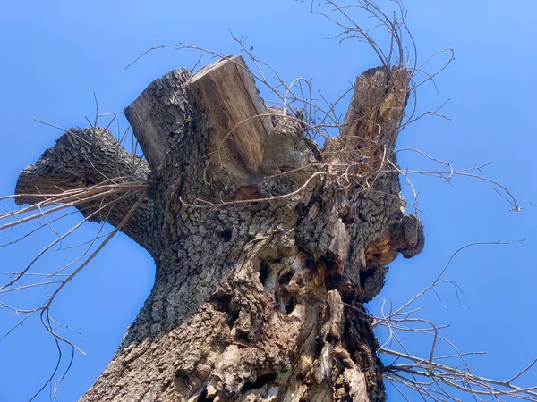 浅蓝色天空下一棵干枯的树的低角照片 — 图库照片