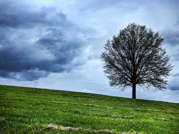 Smutný Den Temnými Mraky Holým Stromem Který Stojí Sám Zeleném — Stock fotografie