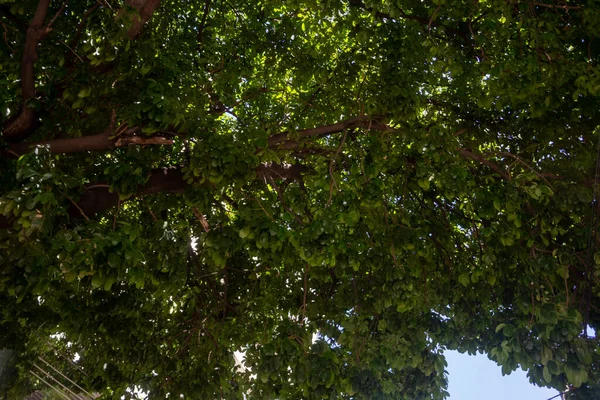 Nízký Úhel Záběru Stromu Zelenými Listy — Stock fotografie