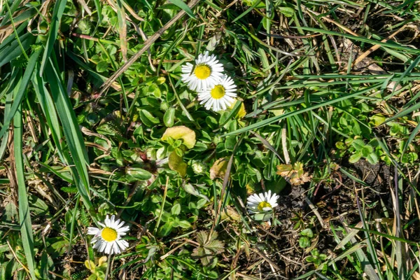 Primo Piano Paio Margherite Terra Nel Bosco Con Luce Del — Foto Stock