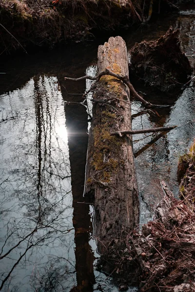 Una Hermosa Toma Lago Bosque —  Fotos de Stock