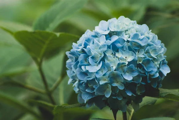 Primer Plano Magnífico Ramo Azul Flores Rodeadas Grandes Hojas Color —  Fotos de Stock