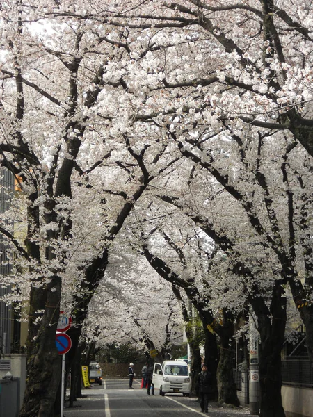 Tokyo Japan Feb 2021 Trees Blossom Street Tokyo Spring Time — Stock Photo, Image