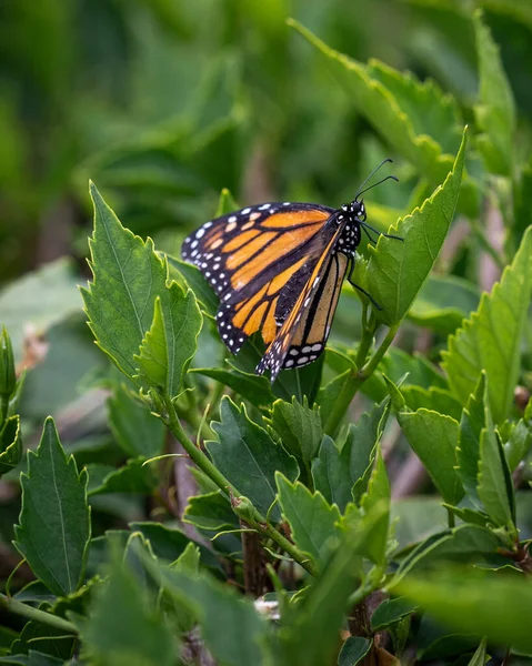 Gros Plan Papillon Monarque Perché Sur Des Feuilles Vertes — Photo
