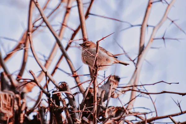 Lovitură Closeup Unei Sparrow Așezat Ramură Copac — Fotografie, imagine de stoc