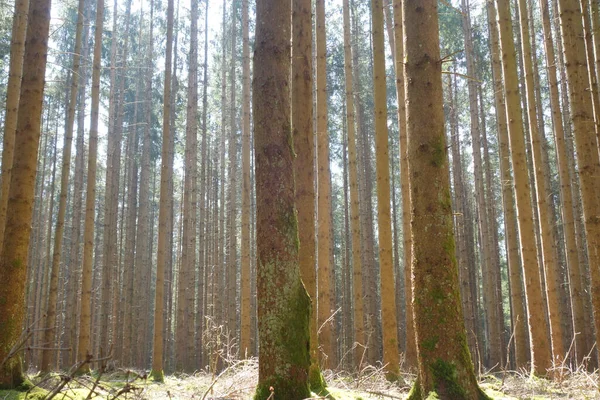 Ormandaki Ağaç Gövdelerinin Güzel Arka Planı — Stok fotoğraf