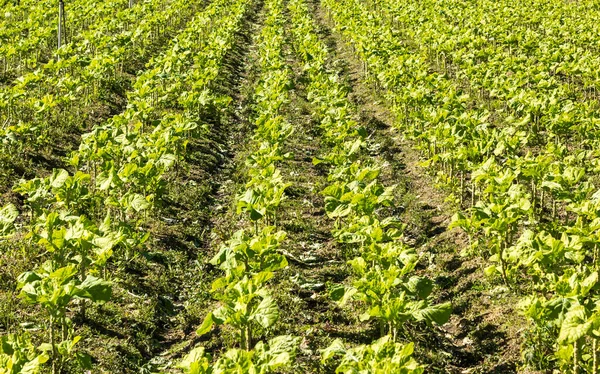 Viele Salatsprossen Auf Einem Landwirtschaftlichen Feld — Stockfoto