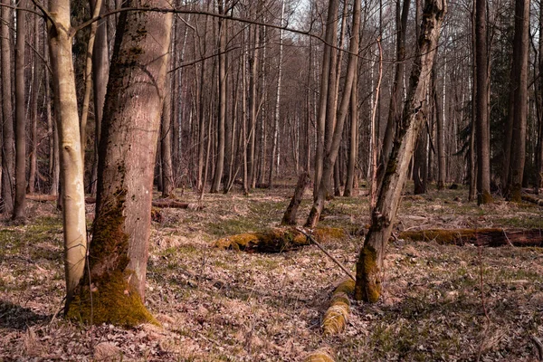 Een Prachtig Shot Van Een Woud — Stockfoto