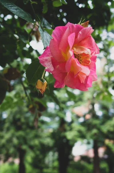 Tiro Vertical Uma Bela Flor Rosa Jardim Ensolarado — Fotografia de Stock