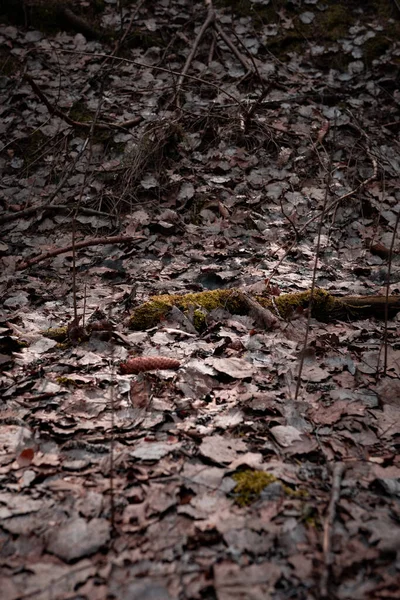 Gündüz Vakti Ormanın Güzel Bir Görüntüsü — Stok fotoğraf