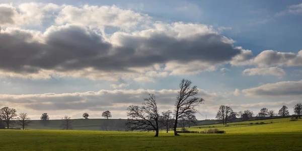 Krásná Scenérie Holých Stromů Zelené Louce Pod Zataženou Oblohou Francii — Stock fotografie