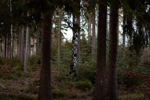 Egy Gyönyörű Erdőt Nappal — Stock Fotó