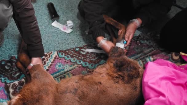 救助された鹿にIv液を与える閉鎖獣医師Hdで撃たれた — ストック動画
