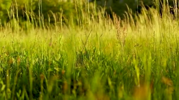 Grünes Gras Auf Dem Feld — Stockvideo