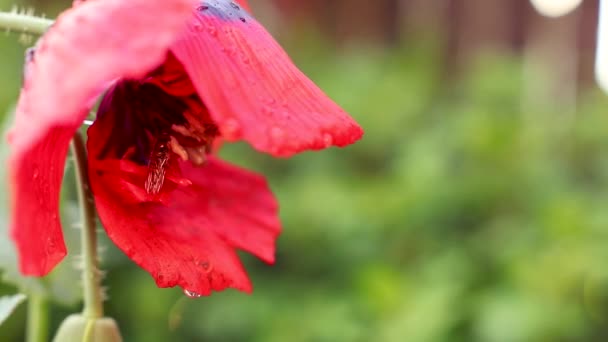 Όμορφο Κόκκινο Λουλούδι Στον Κήπο — Αρχείο Βίντεο