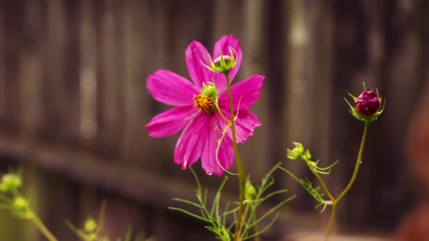 Hermosas Flores Jardín — Vídeos de Stock