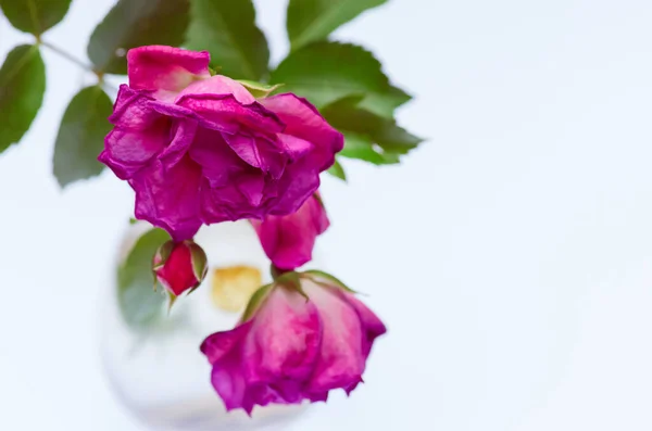 Ένα Κοντινό Πλάνο Κρεμασμένων Μοβ Ροζ Λουλουδιών Λευκό Φόντο — Φωτογραφία Αρχείου