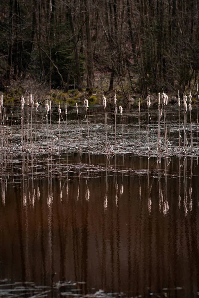 Una Hermosa Toma Lago Bosque —  Fotos de Stock