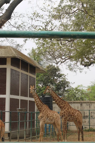Tiro Vertical Girafas Zoológico — Fotografia de Stock