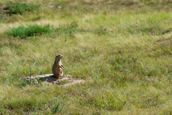 野生の草原の上に立つ愛らしい茶色のゴーファー — ストック写真