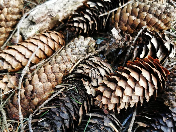 Gros Plan Une Collection Cônes Pin Dans Une Forêt Larvik — Photo