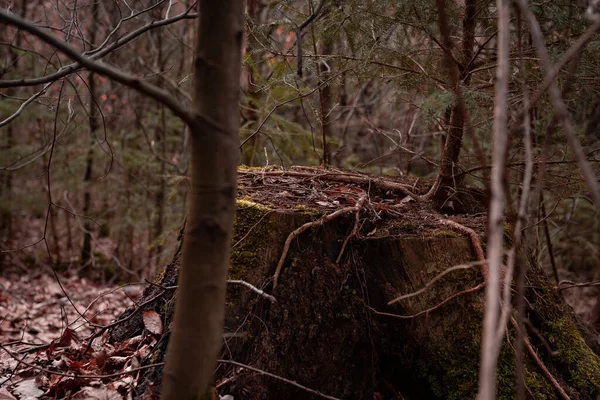 森の美しいショット — ストック写真