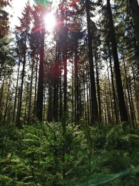 ノルウェー ラルヴィクの森の中の木々や緑の植物の垂直ショット — ストック写真