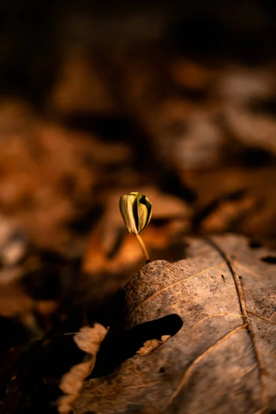 Tiro Vertical Uma Flor Que Cresce Perto Folhas Outono Caídas — Fotografia de Stock