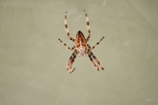 蜘蛛网上蜘蛛的浅浅的焦点 — 图库照片