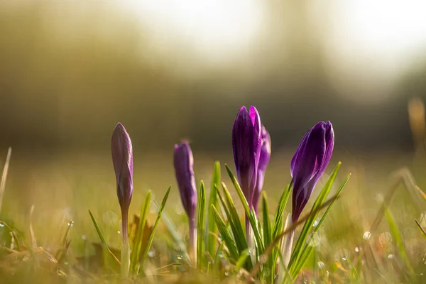 Tiro Enfoque Poco Profundo Cocodrilos Púrpura Floreciente Primavera —  Fotos de Stock