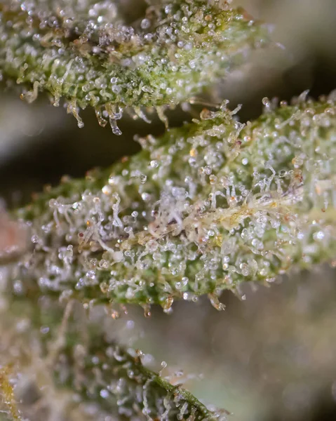 Pionowy Makro Zbliżenie Ujęcie Cannabis Sativa Trichomes — Zdjęcie stockowe