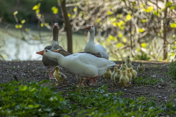 一只白鹅和灰鹅与小鸡在池塘边休息的特写镜头 — 图库照片