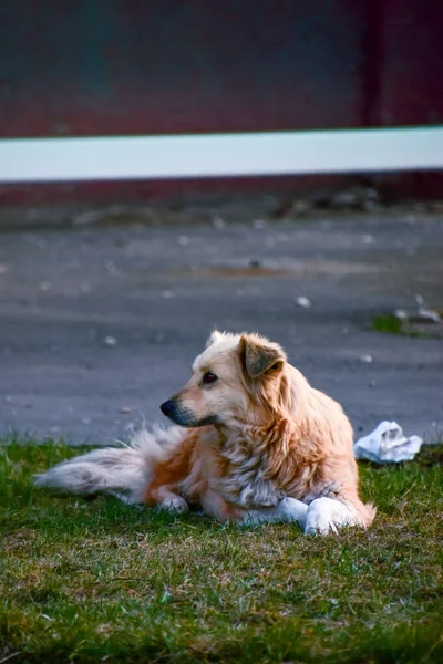 Ένα Κάθετο Πλάνο Ενός Χαριτωμένου Σκύλου Ξαπλωμένου Στο Γρασίδι — Φωτογραφία Αρχείου