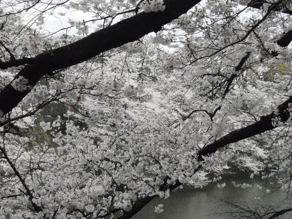 Tokyo Japonya Şubat 2021 Tokyo Caddesinde Ağaçlar Çiçek Açtı Bahar — Stok fotoğraf