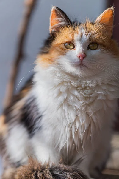 Retrato Lindo Gato Calico Mullido Sentado Quieto Bajo Luz Del — Foto de Stock