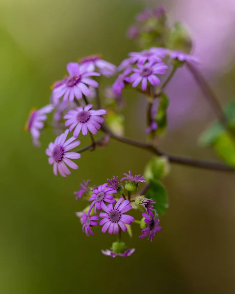 Flores Violetas Florescentes Gênero Pericallis Fundo Embaçado — Fotografia de Stock
