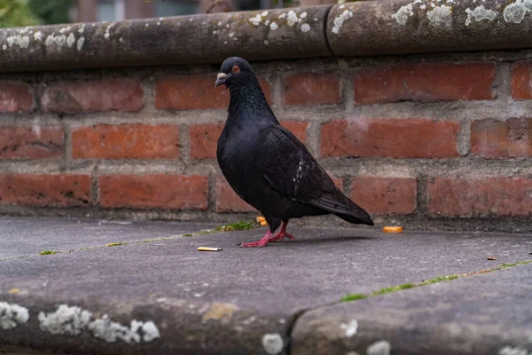 Uma Pomba Negra Empoleirada Superfície Pedra — Fotografia de Stock